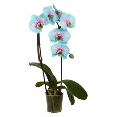 Орхидея Фаленопсис чудо природы