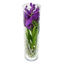 Орхидея Ванда в стеклянной вазе, h 15 см