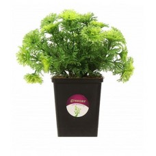 Растение искусственное Greener Аспарагус Триз, 15 см