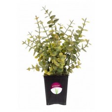 Растение искусственное Greener Эвкалипт, 25 см
